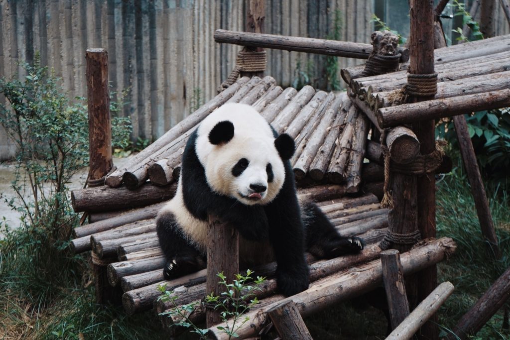 A Giant Panda at the Chengdu Research Base of Giant Panda Breeding