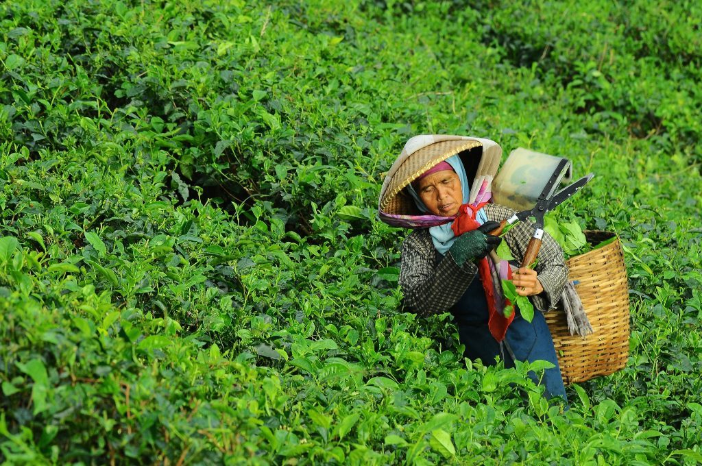 Harvest at a tea plantation