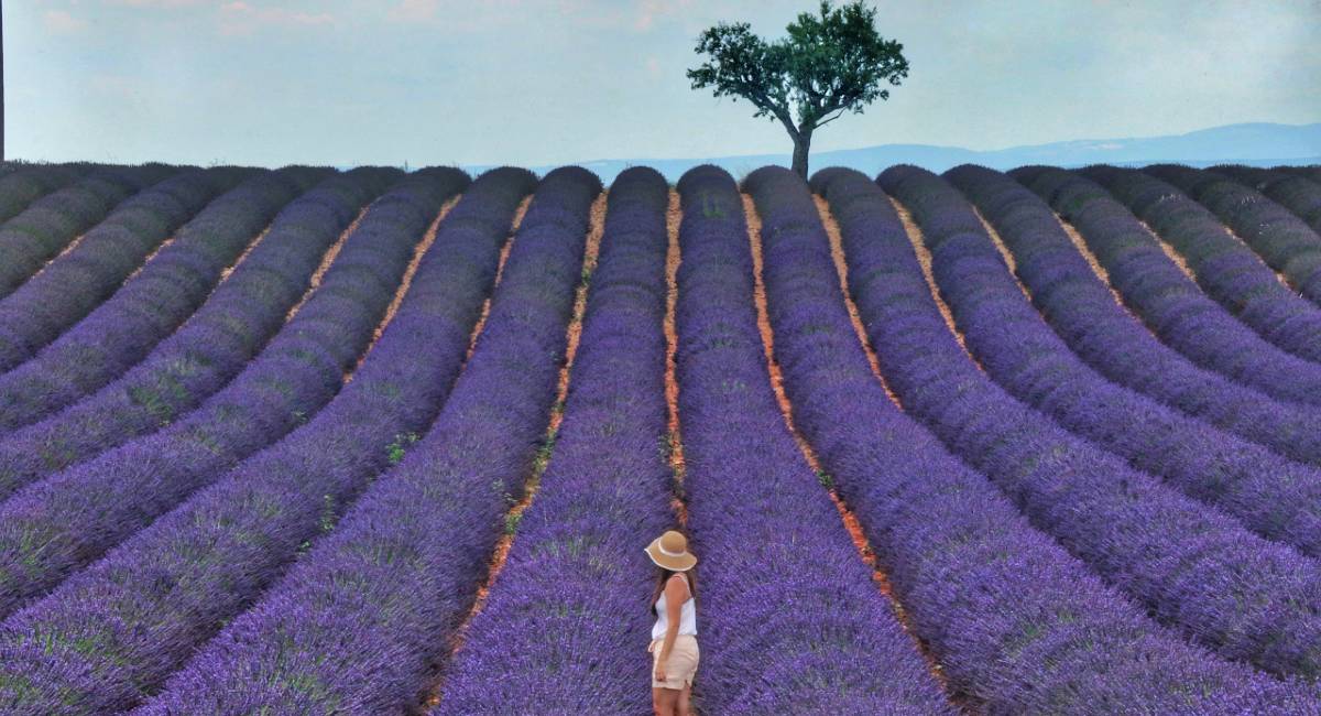 Why You Should Put These Flower Fields on Your Holiday Itinerary 