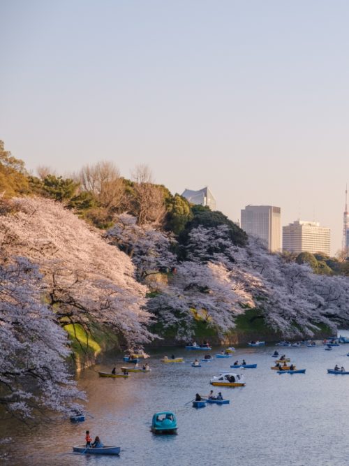 10 Best Ways to View Sakura in Tokyo