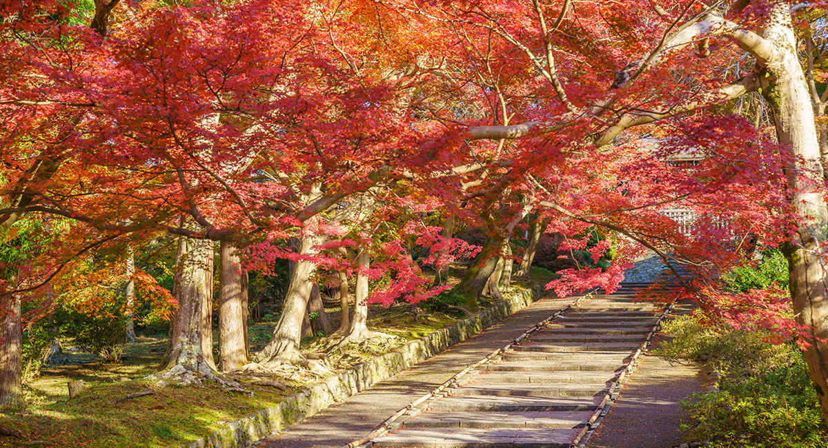 Your ultimate guide to experiencing autumn in Osaka