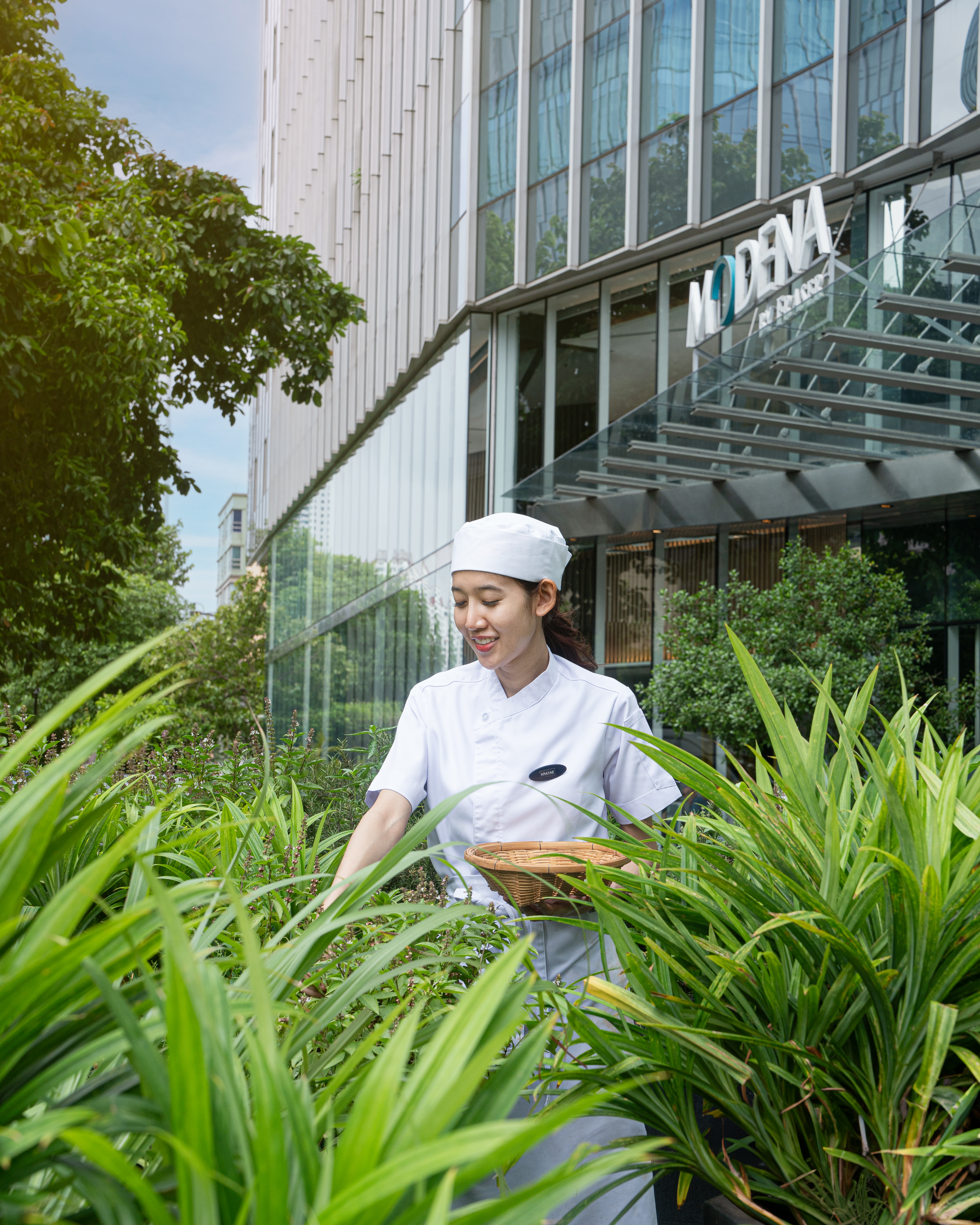 Chef harvesting fresh herbs in a garden outside a modena building.