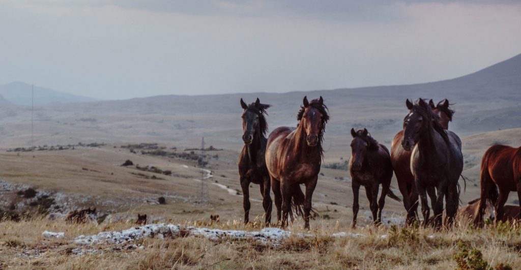 wild mustangs