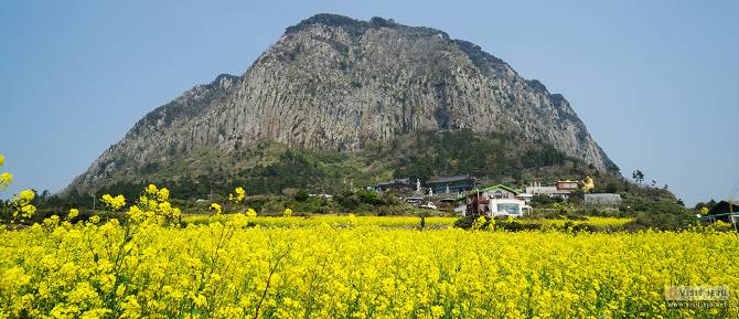 Tonomi Tulip Fair in Japan