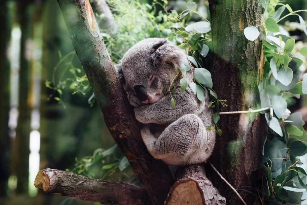 Koala at Lone Pine Koala Sanctuary, Brisbane, Australian