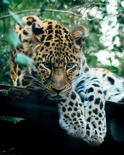 A cheetah at the Leipzig zoo