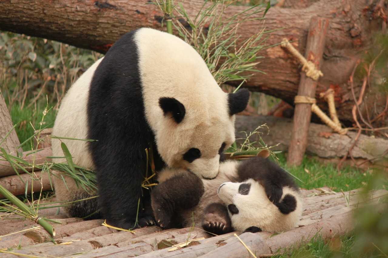 Volunteer to care for pandas at the China Conservation and Research Centre for the Giant Panda