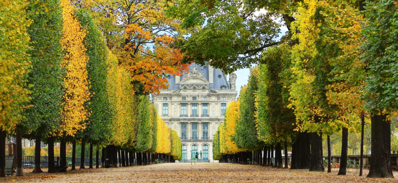 Avenue of trees in autumn leading to the Musee du Louvre in Paris France