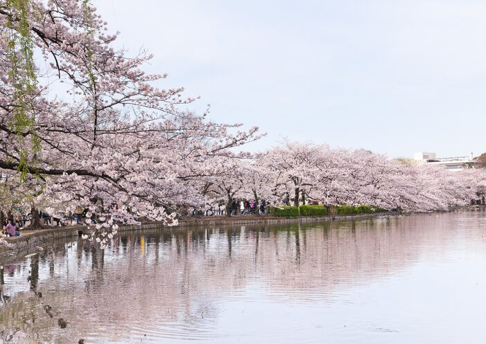 Cherry Blossoms Ueno Park Fraser Place Roppongi Tokyo