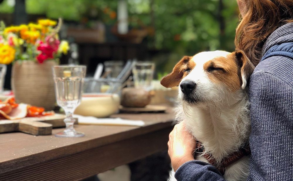 Dog at pet friendly restaurant in Glasgow