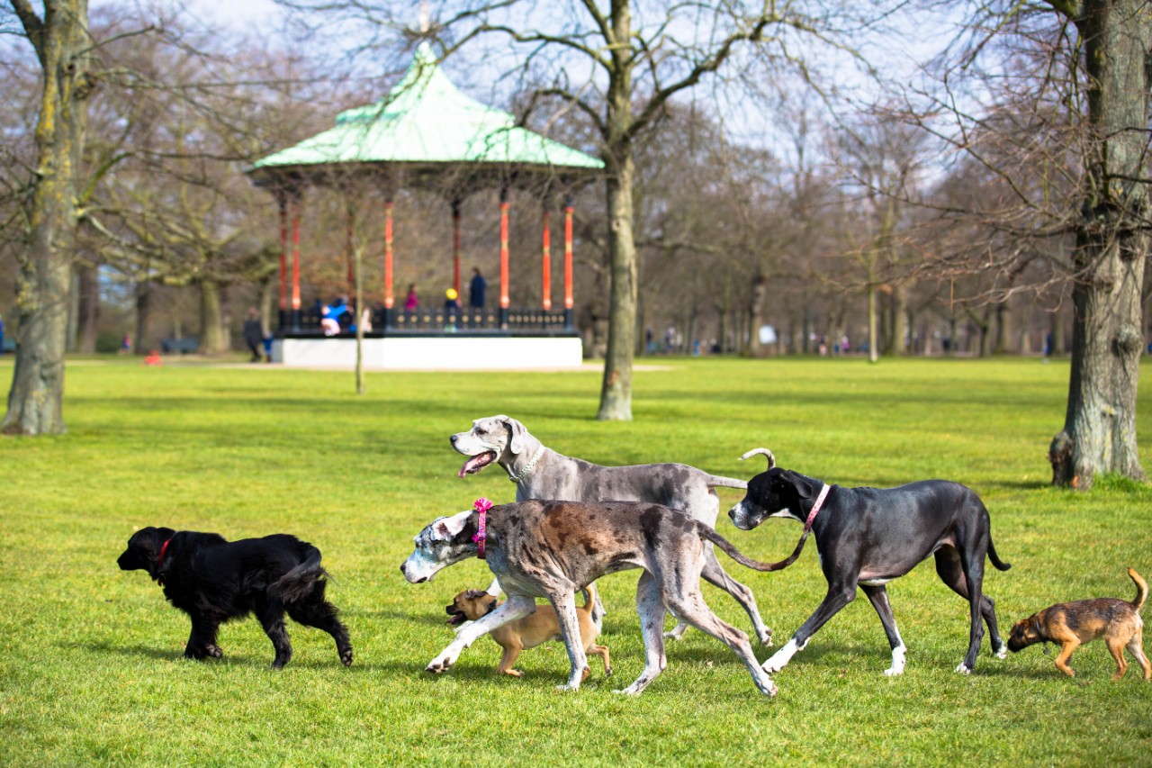 Dogs walking