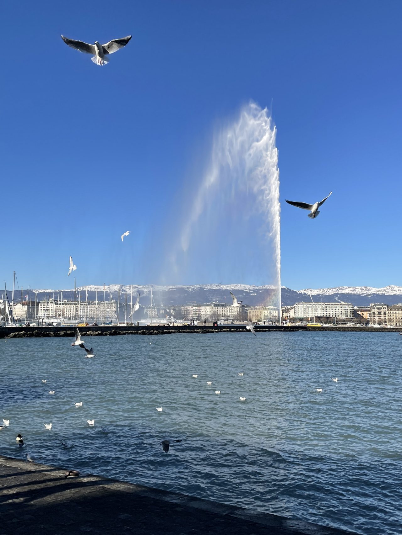Geneva water fountain with seagulls in winter